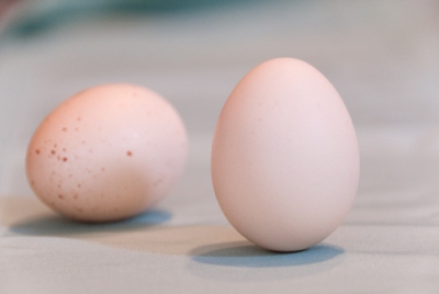 Equinox Egg Equinox Egg